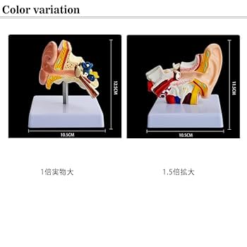耳　医療用模型 Amazon.co.jp: marushin シリコン 耳 模型 みみ 医療 医学 学習